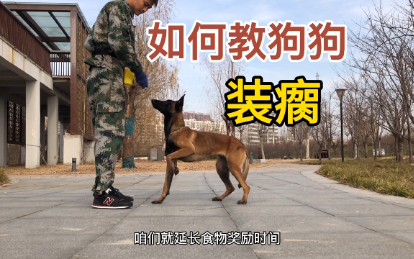 狗子装瘸戏精上脑科目说瘸就瘸太秀了