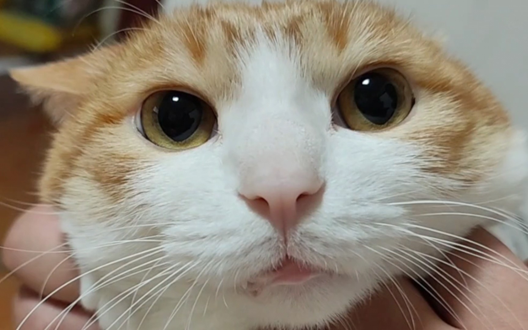 邋遢猫一只:不讲卫生,巨能吃,屎尿多,需要铲屎的舔毛,无暇