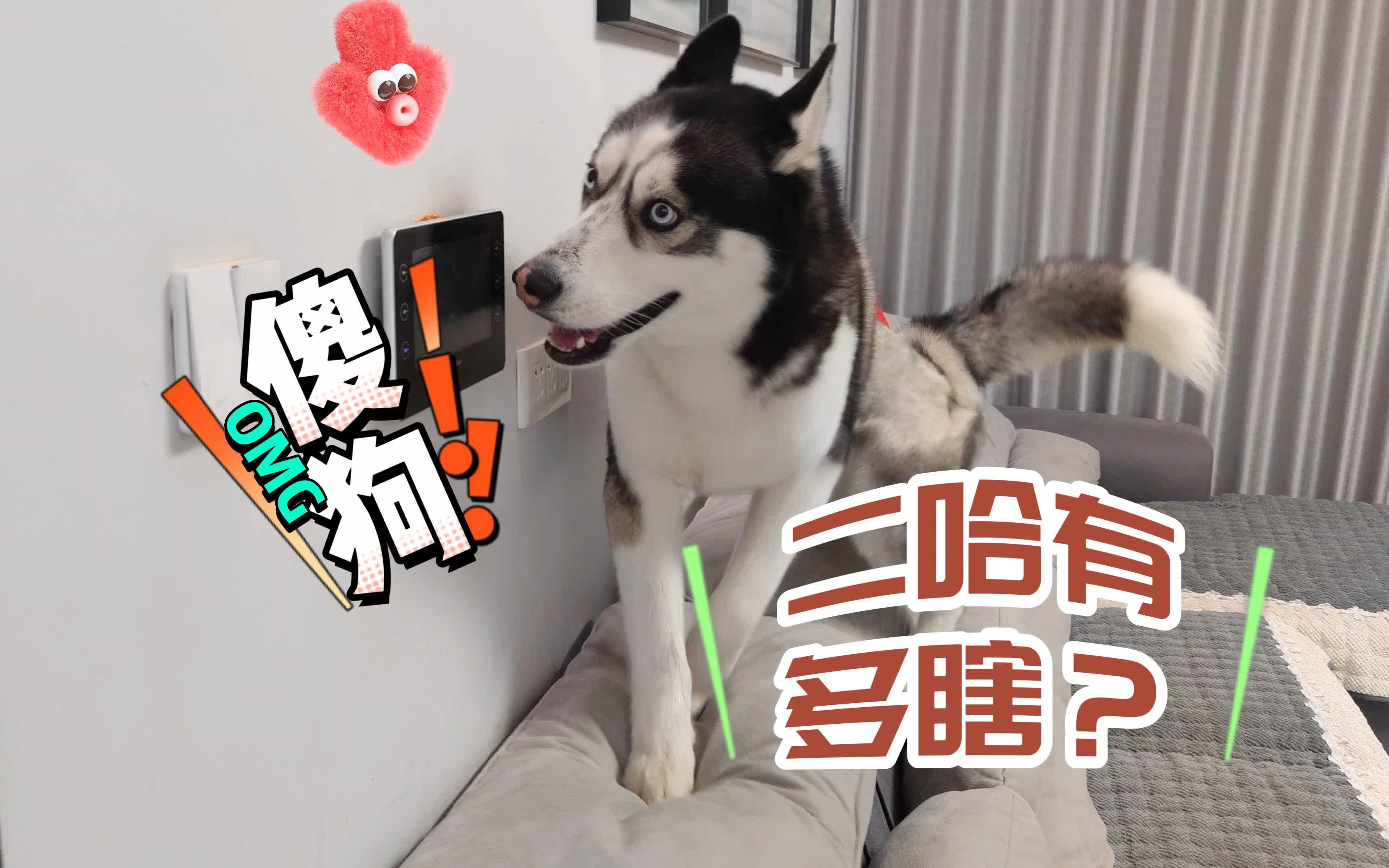 测试二哈智商,火腿在眼皮底下傻狗都看不到,憨头憨脑笑得人肚疼