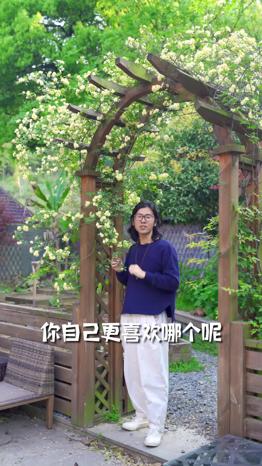 [图]花园里的白木香，开成了香气袭人花瀑布