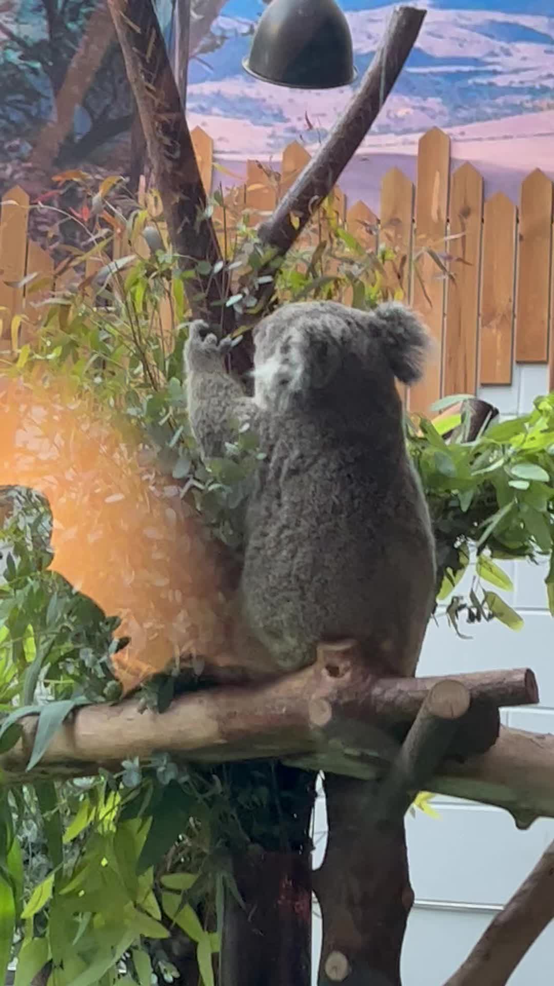 紅山動物園的考拉er嘿嘿嘿