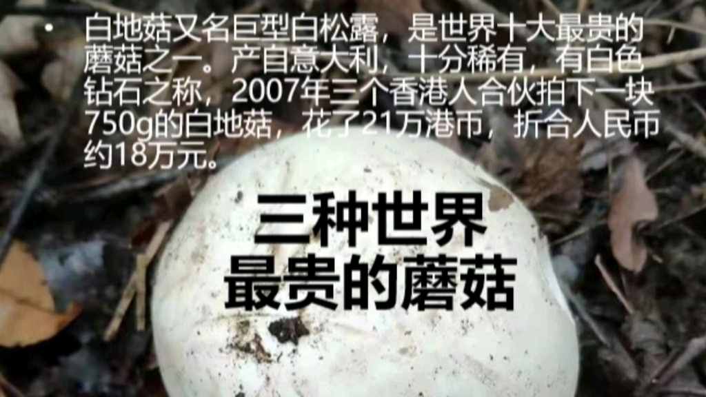 三种世界最贵的蘑菇#社会 #蘑菇 #抗癌