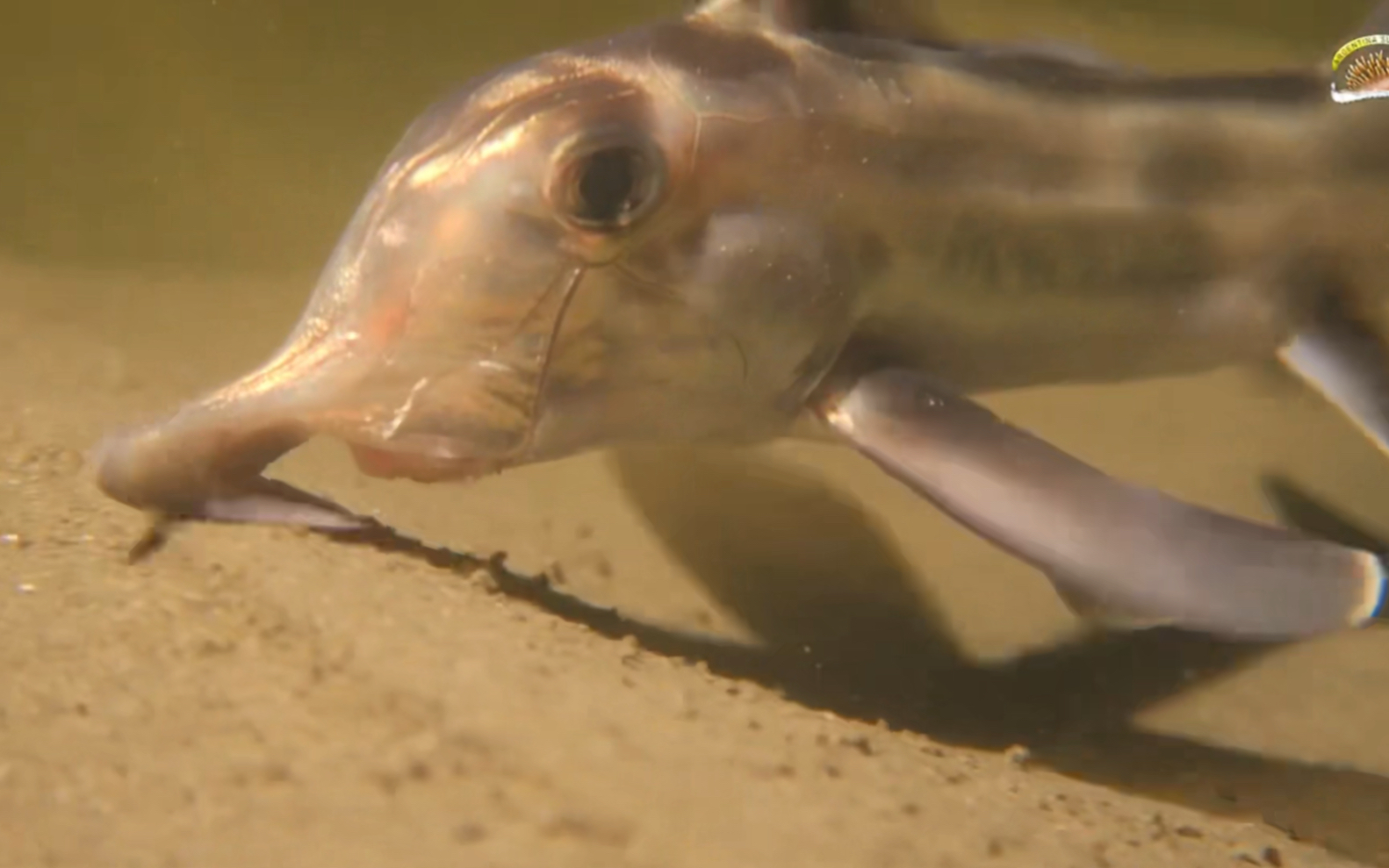 【youtube】叶吻银鲛callorhinchus callorynchus