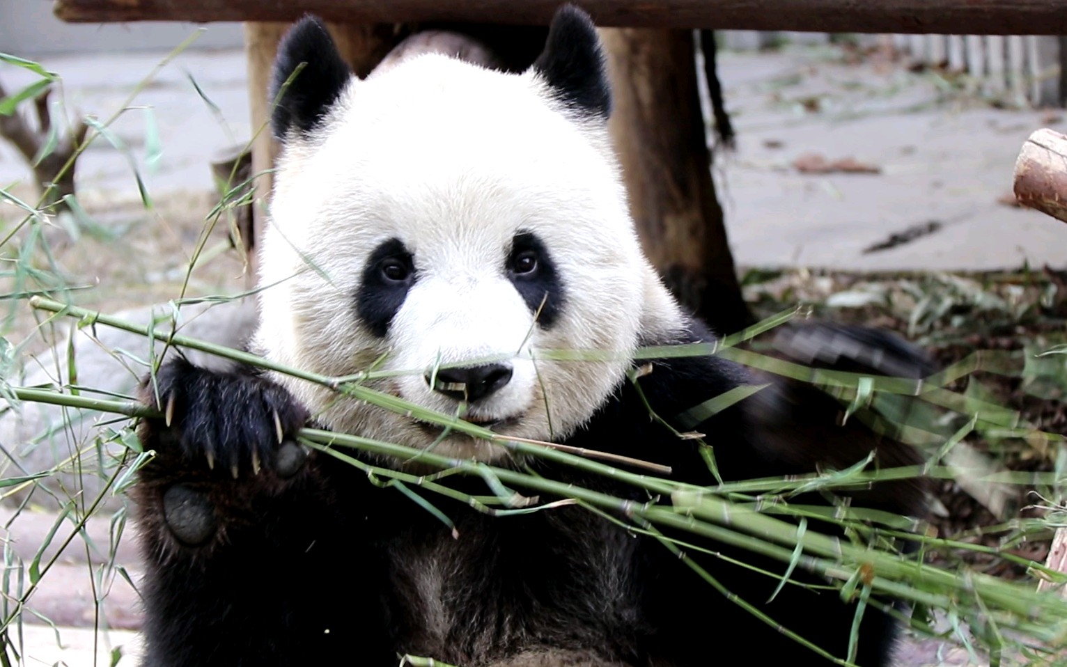 【大熊猫萌萌】咋吃着吃着就卡机了呢,大美萌