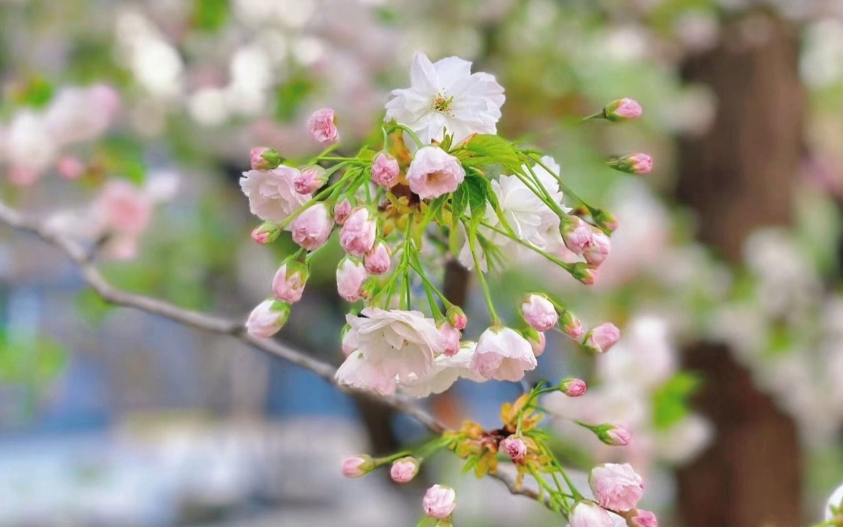 北京工业大学耿丹学院4月11日樱花节不见不散!哔哩哔哩bilibili