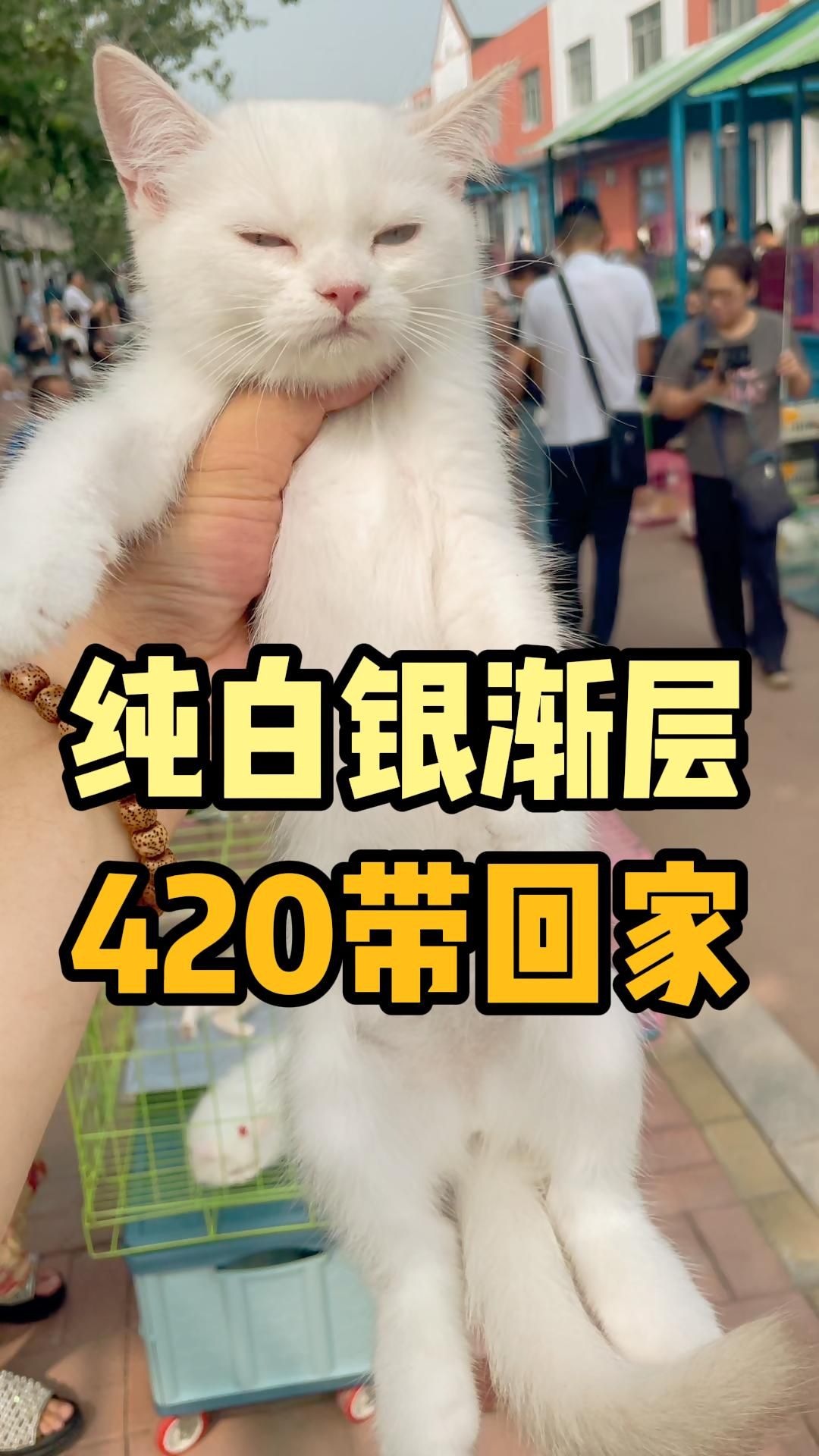 纯白银渐层,这品相才420?