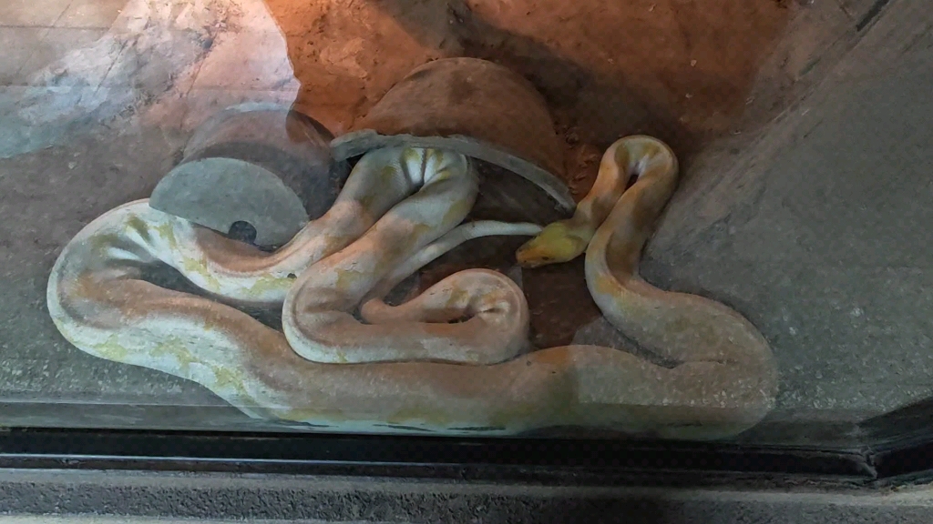 北京动物园的白化网纹蟒