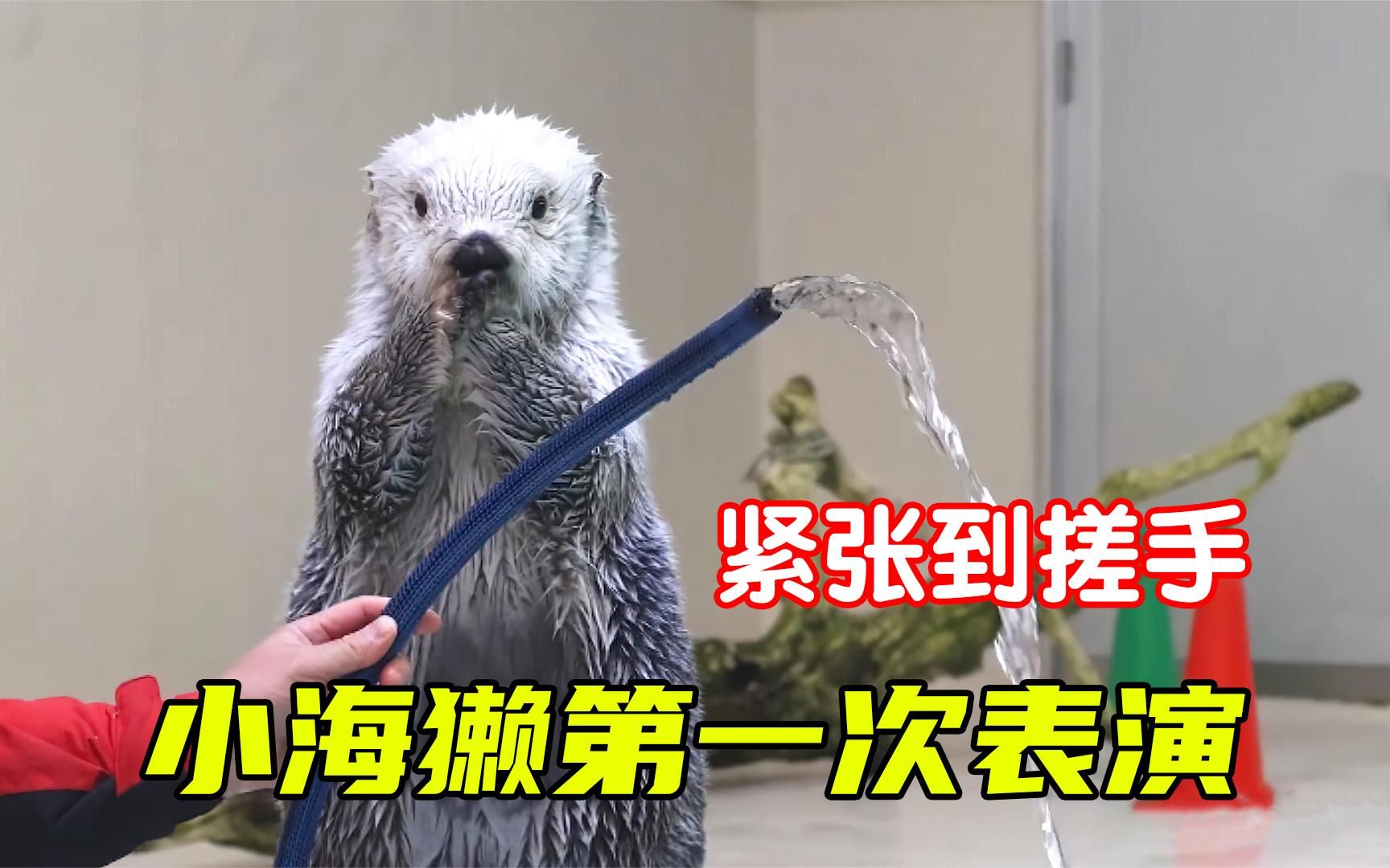 小海獭第一次上台表演,紧张到搓手手,真是又可爱又搞笑