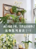 下载视频: 阳台花园|用植物墙提升室内高级感的秘诀