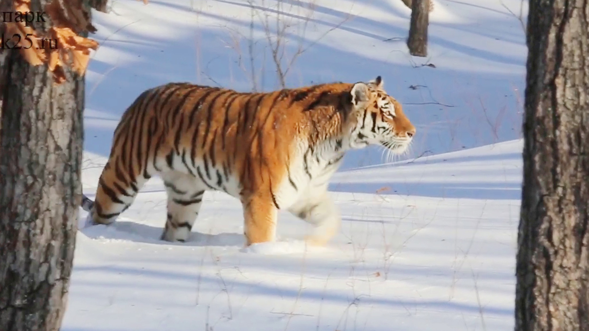它"翩然走来,眉目间流光溢彩",俄国滨海动物园的西虎