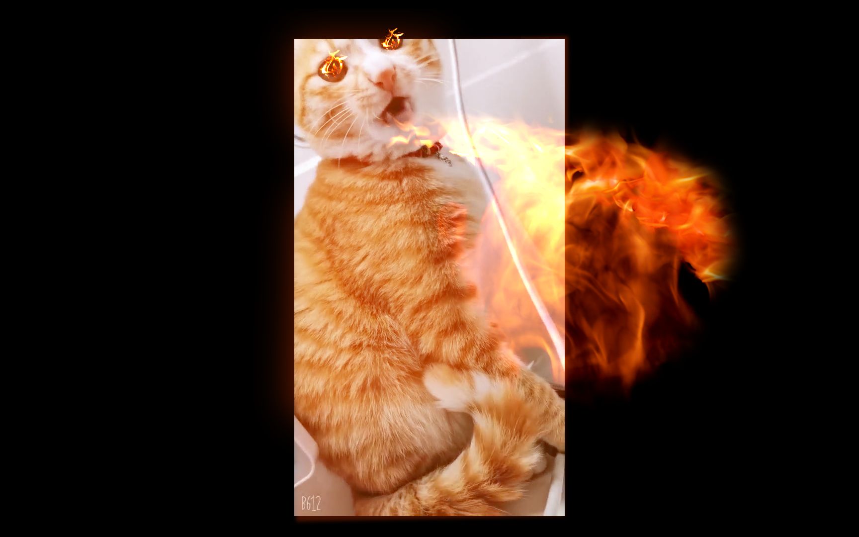 燃起来了表情包猫咪图片