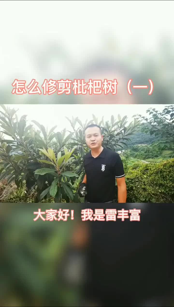 怎么修剪枇杷树(一)哔哩哔哩bilibili