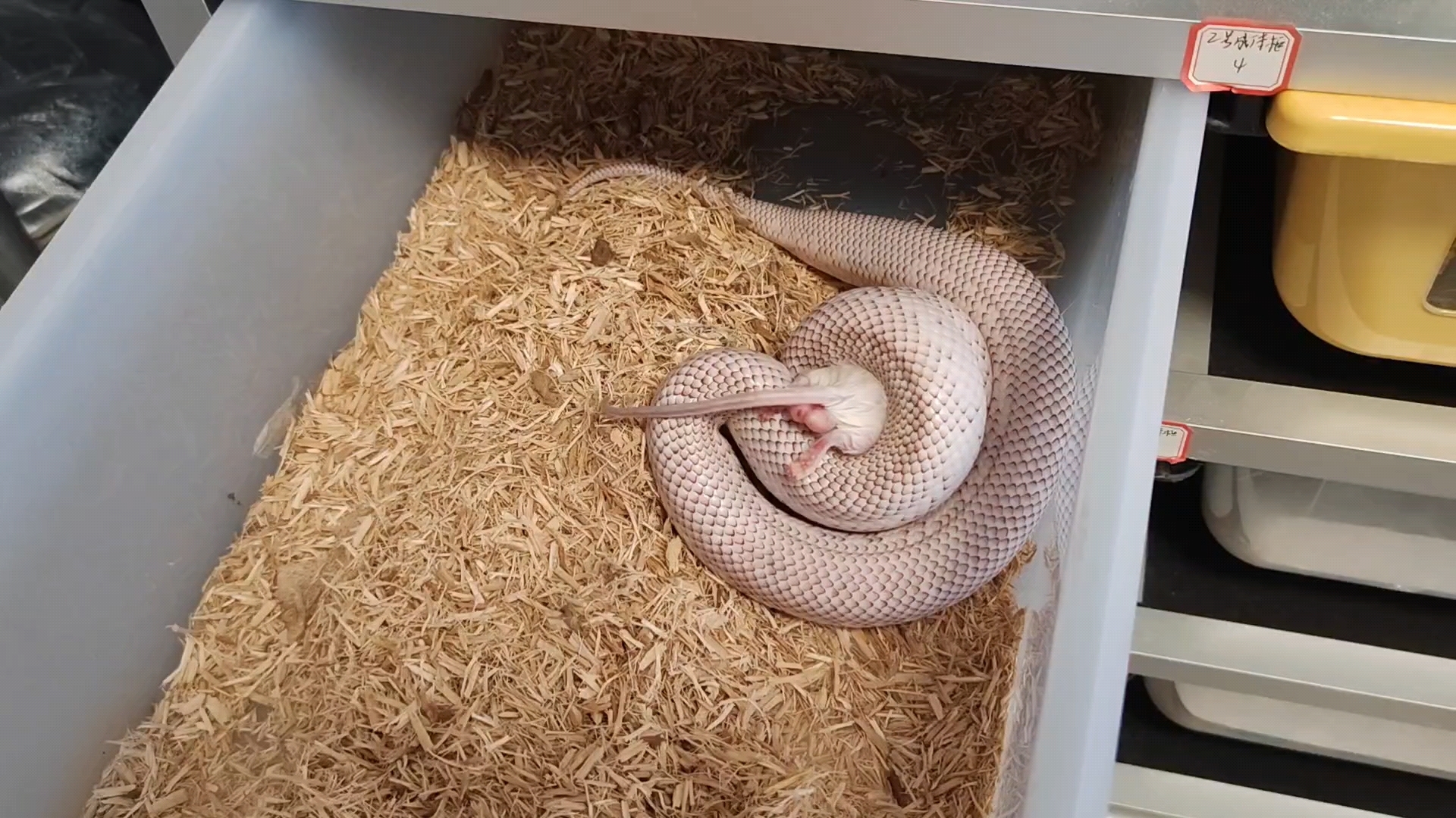 【白边布鲁克王蛇】完美绞杀