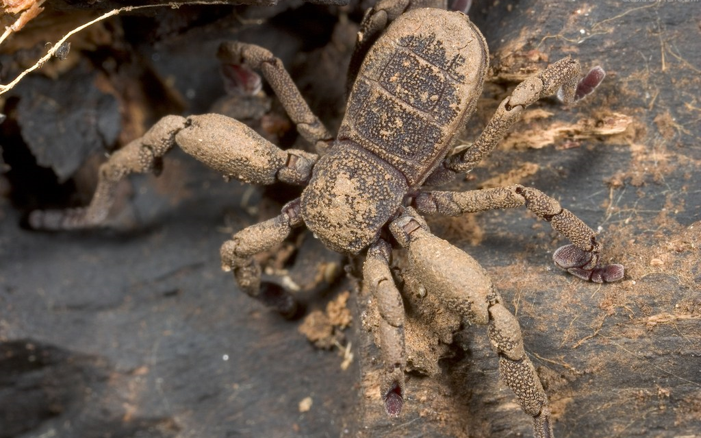 蛛形纲的一个小目——节腹目_哔哩哔哩_bilibili