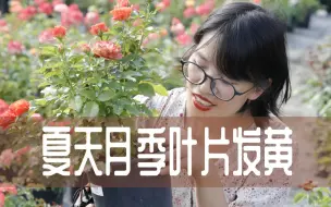 Download Video: 【惠惠的花园】看看你的月季叶片是不是也出现了这种情况