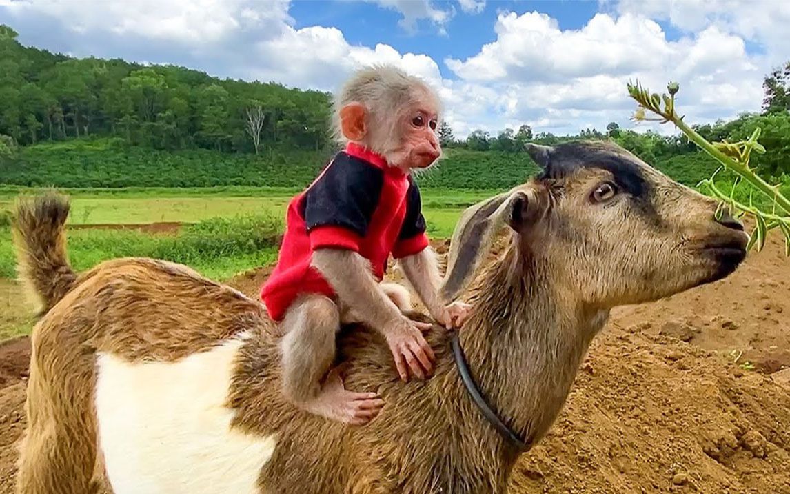 bibi猴超喜欢骑山羊!拥有自己的专属坐骑~_哔哩哔哩_bilibili