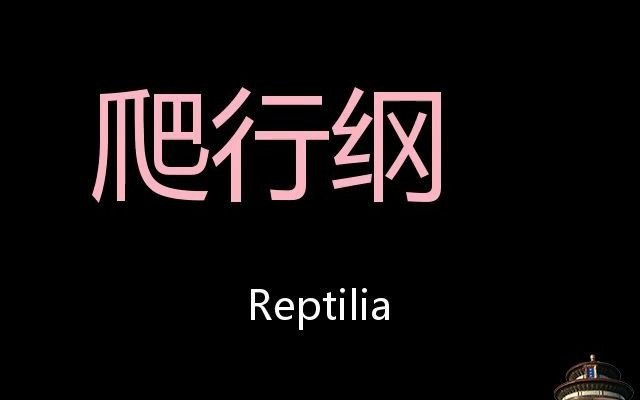 爬行纲 Chinese Pronunciation Reptilia哔哩哔哩bilibili