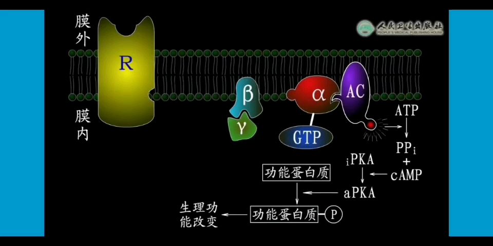 【生理学】G蛋白耦联受体介导的信号转导哔哩哔哩bilibili