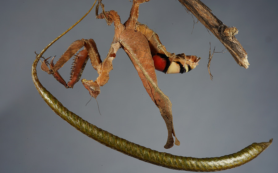 南美枯叶螳a属雌性产卵片段(3倍速_哔哩哔哩 (゜-゜)つロ 干杯~-bili