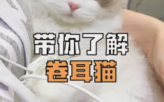 卷耳猫 搜索结果 哔哩哔哩 Bilibili