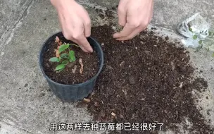 Tải video: 5分钟学会在家种蓝莓，一年就可以挂果，花青素满满营养又健康！