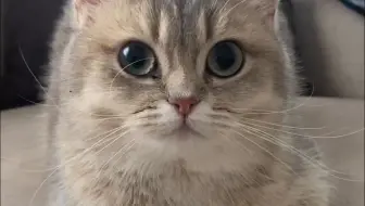 🍞🐱新鮮的麵包？