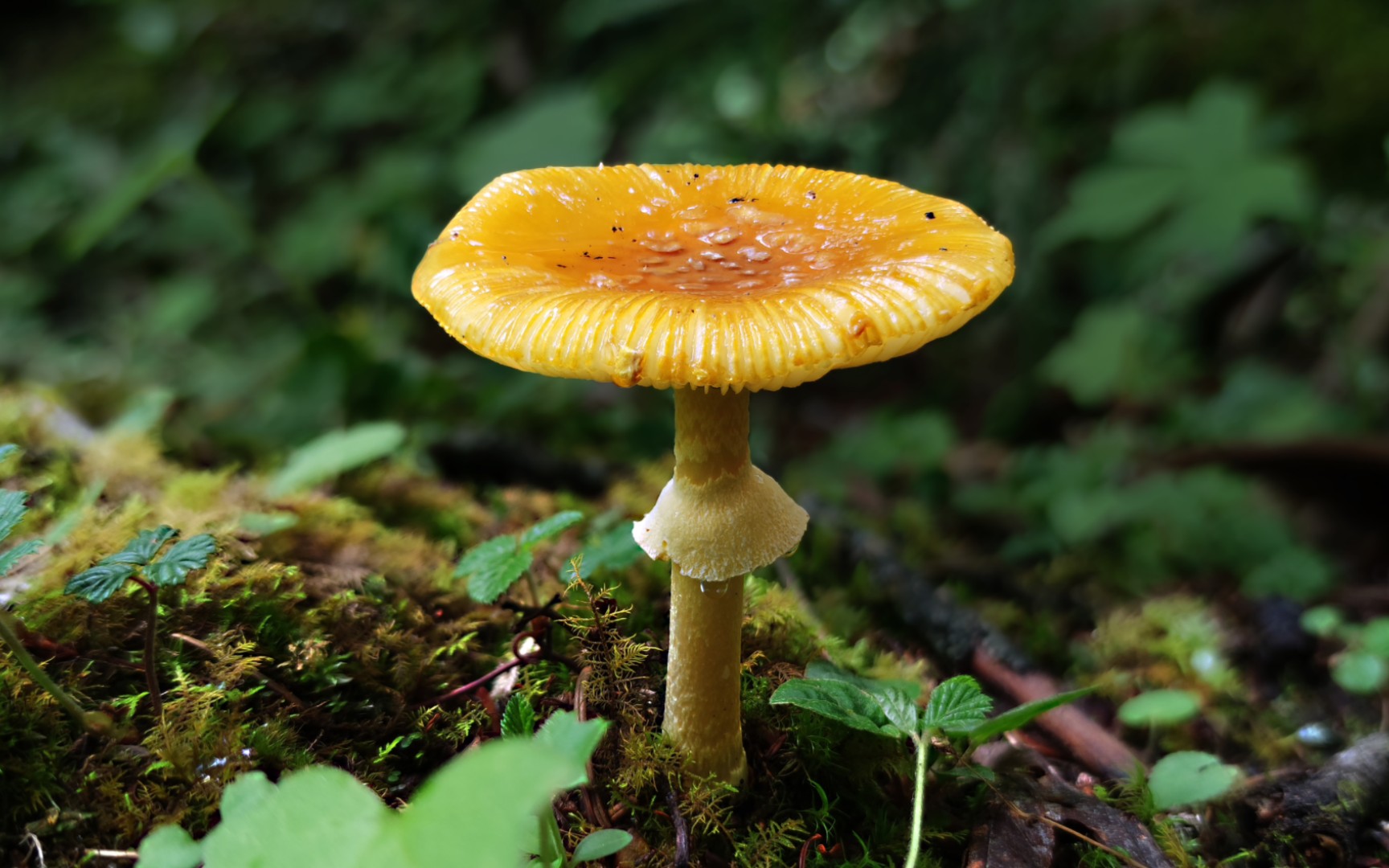 鹅膏属物种 amanita subfrostiana zhu l. yang