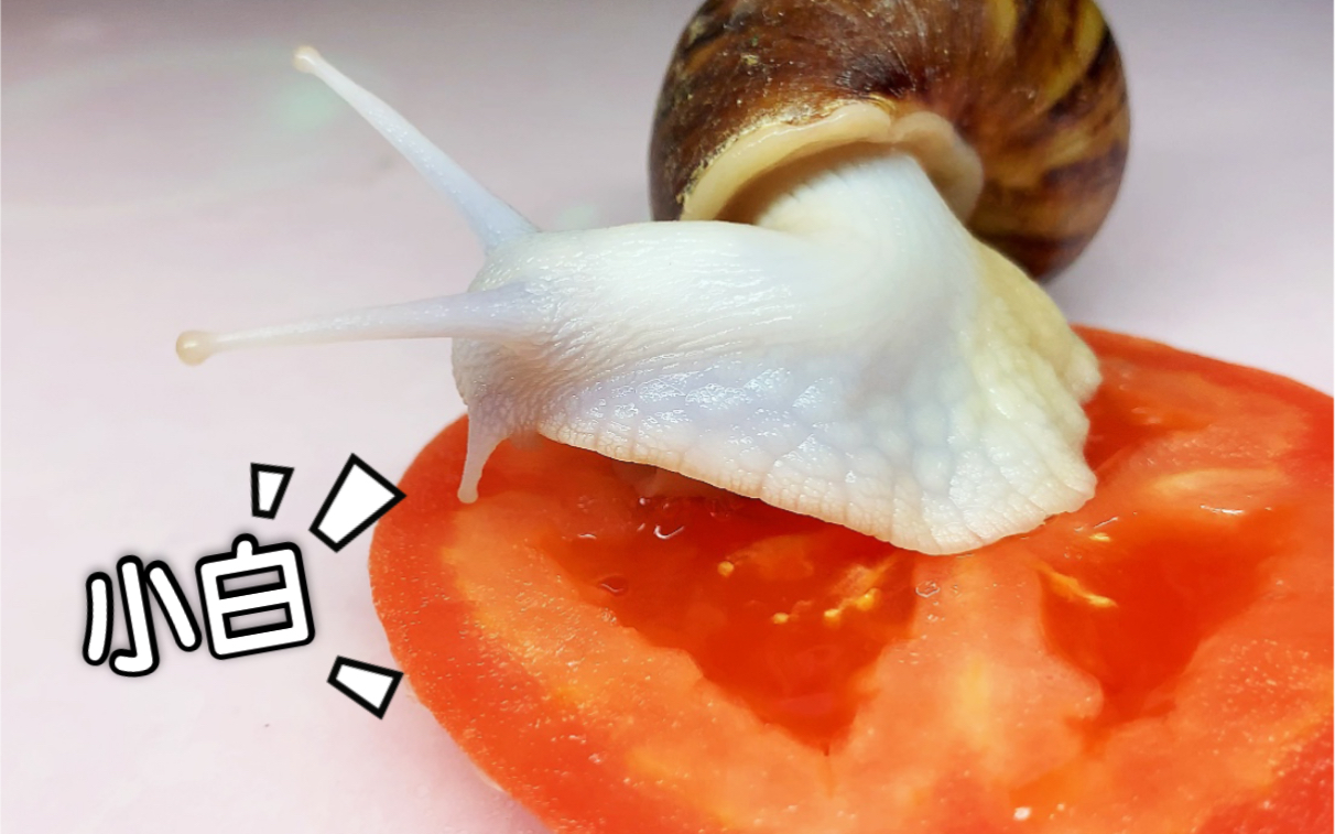 热烈欢迎家庭新宠白玉蜗牛小白