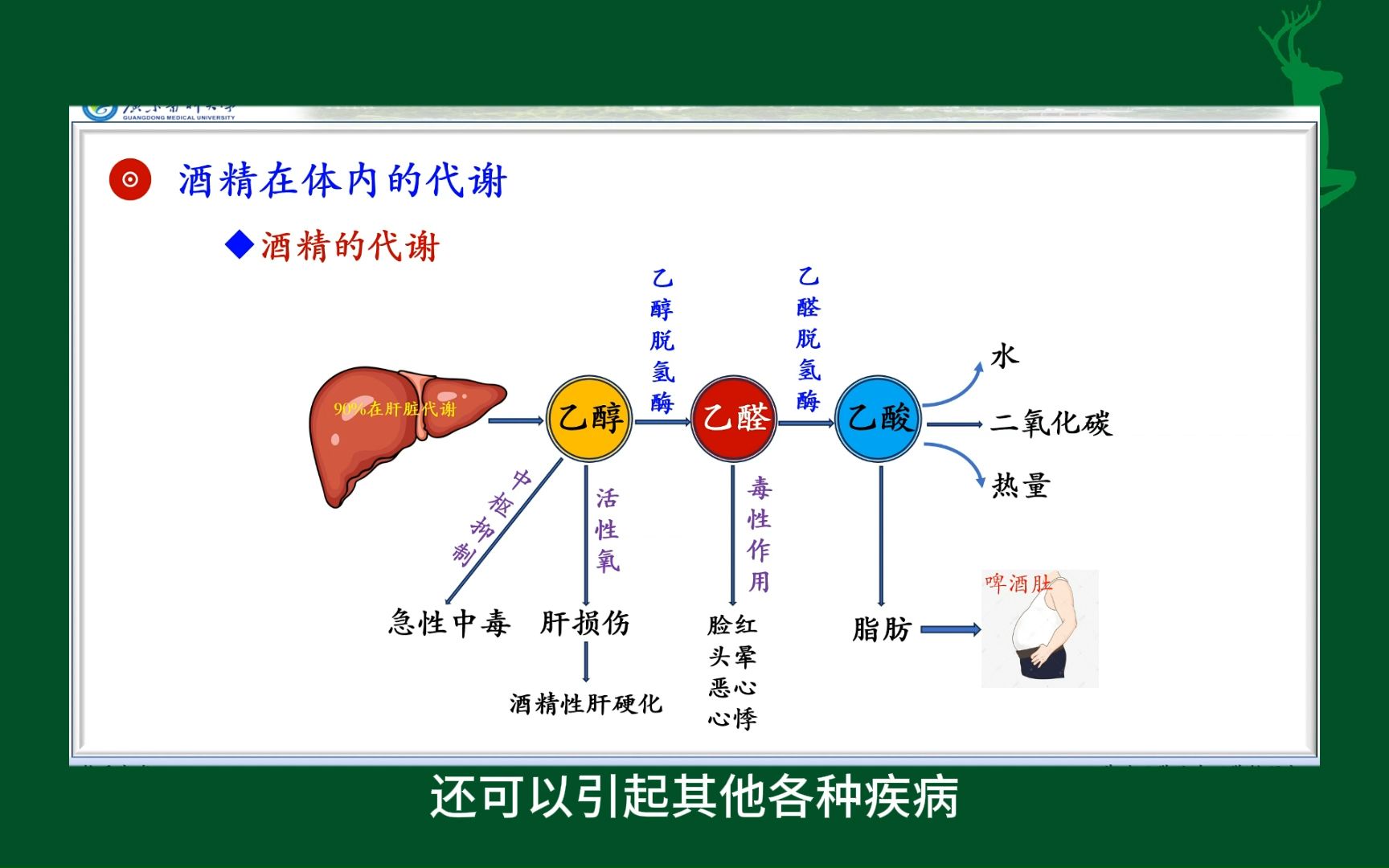 #酒精在体内的代谢#物质代谢#人体生理学#医学知识科普#每天学习一点点哔哩哔哩bilibili