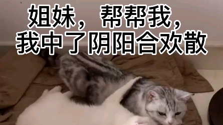 家里两只母猫发情了是什么场面