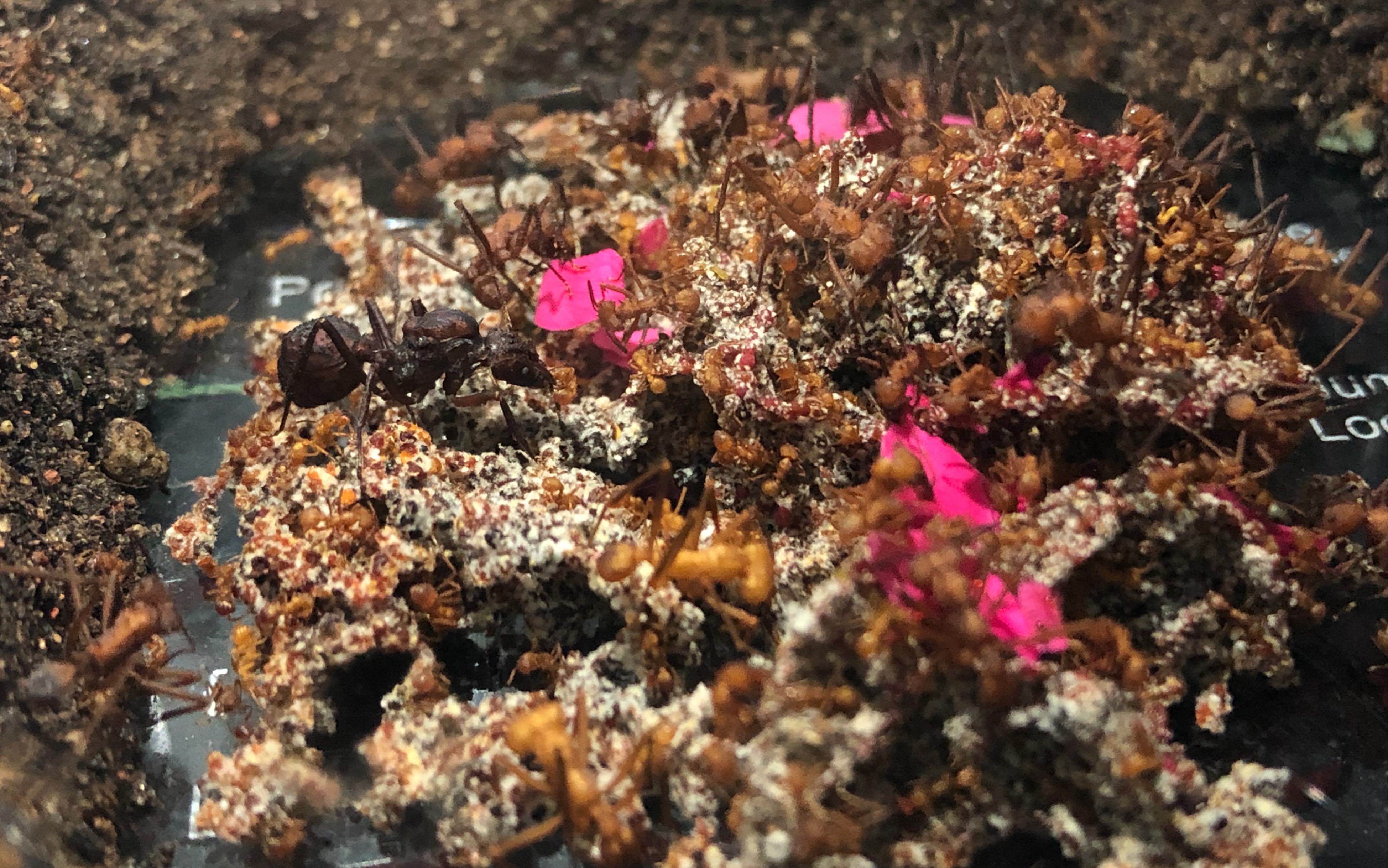 【芭切叶蚁】巨首芭切叶蚁中等群落