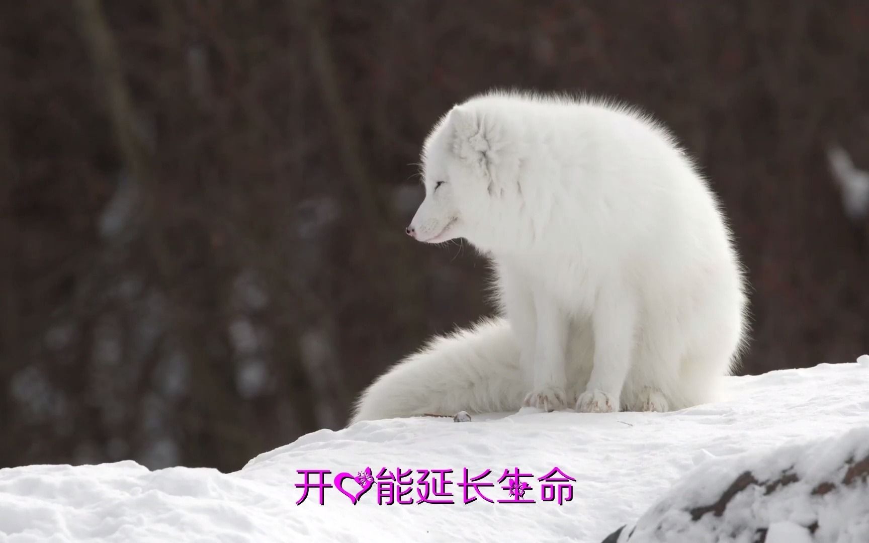 [图]怀旧经典老歌《今晚要尽情》