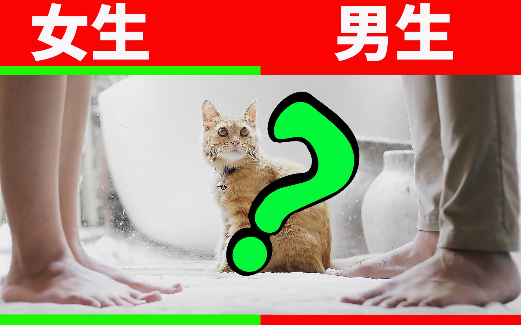 [图]猫更喜欢男生还是女生？这个问题终于有答案了！ 【养猫迷思EP14】