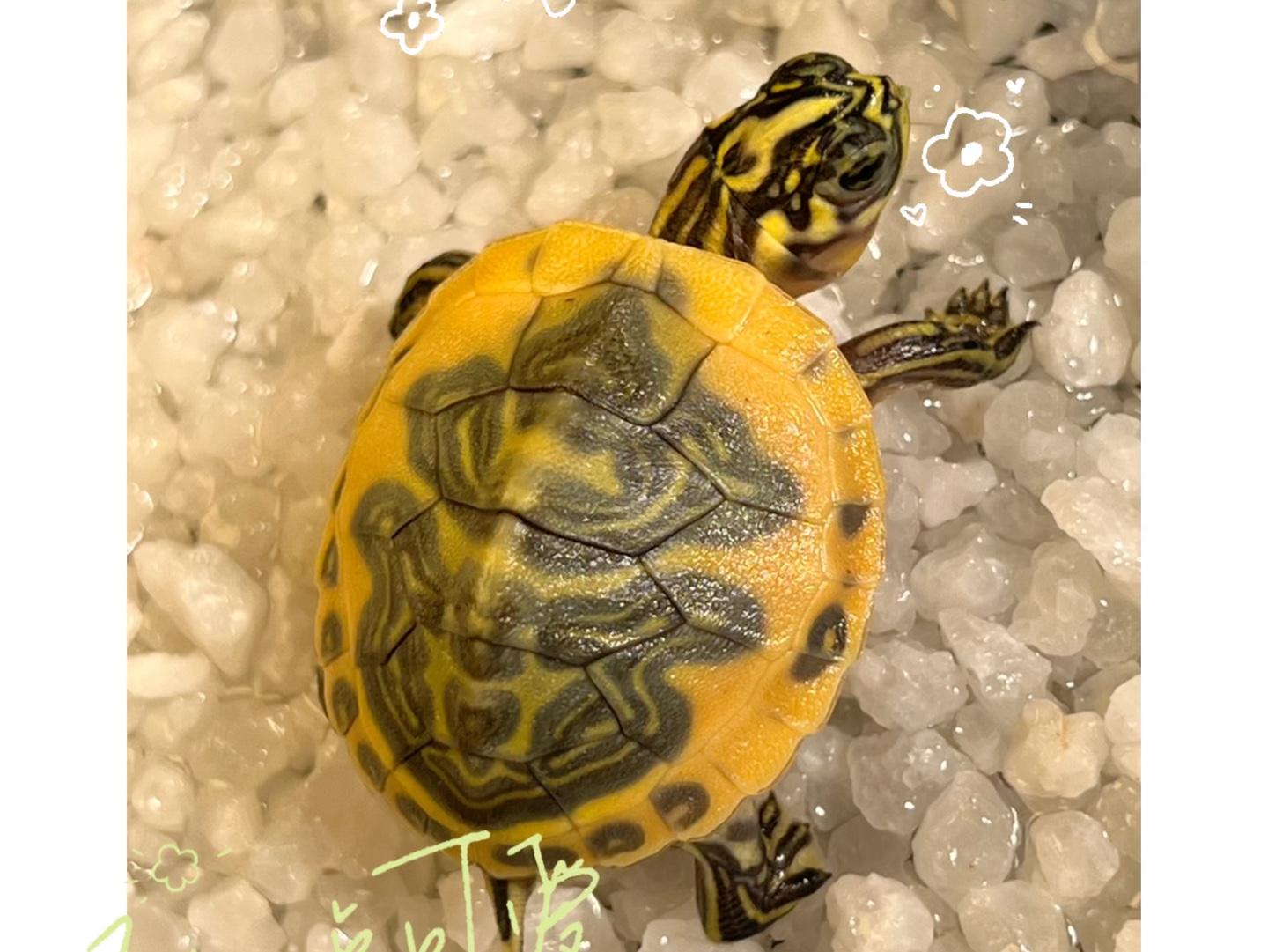 超级今年翅膀火焰龟 绝对超值品相(^^)