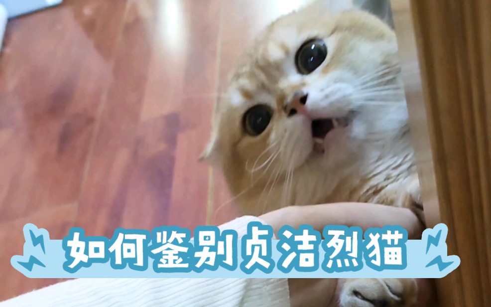 [图]教你如何鉴别贞洁烈猫