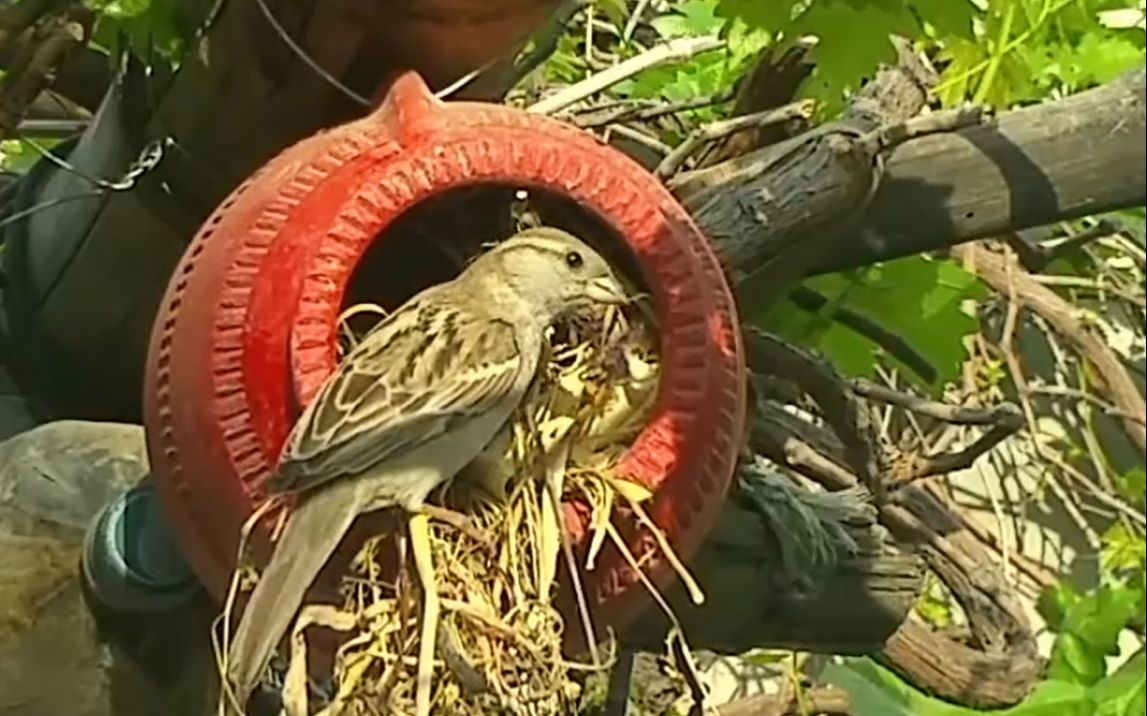 鸟用废旧土锅给麻雀做成窝w
