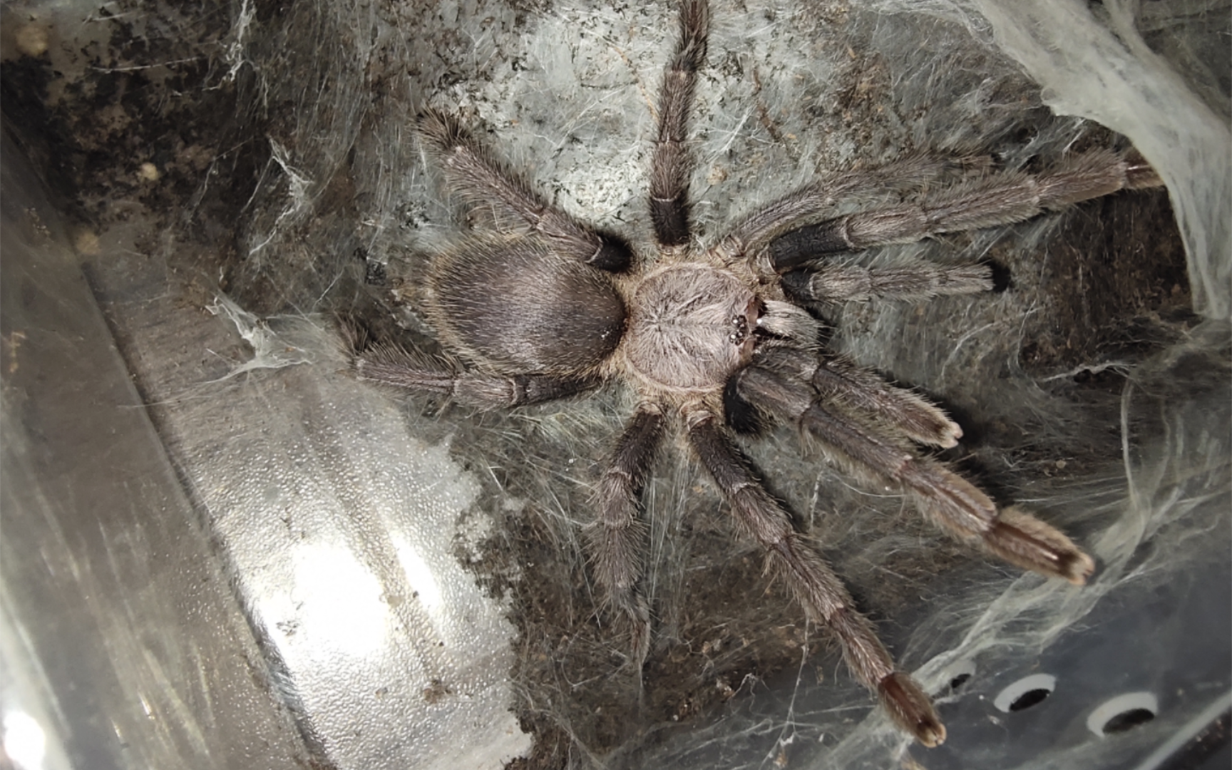 捕鸟蛛的喂食合集(12)