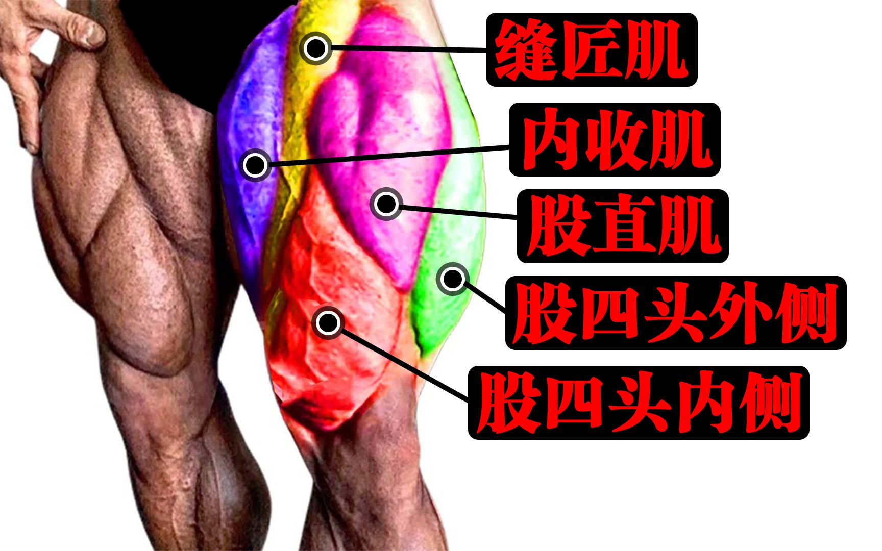 大腿股四头肌专项训练讲解,教你股四头肌训练,看完你就知道了哔哩哔哩bilibili