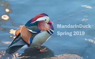 Скачать видео: 【MandarinDuck】中央公园 20190211