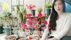 三角梅发芽 长得是花芽还是叶芽 这样看明白了 哔哩哔哩 つロ干杯 Bilibili