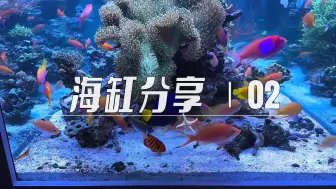 Download Video: 海金鱼群游