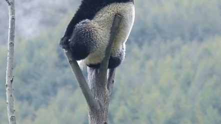 熊猫蚩尤这么多年你去哪了我好想你