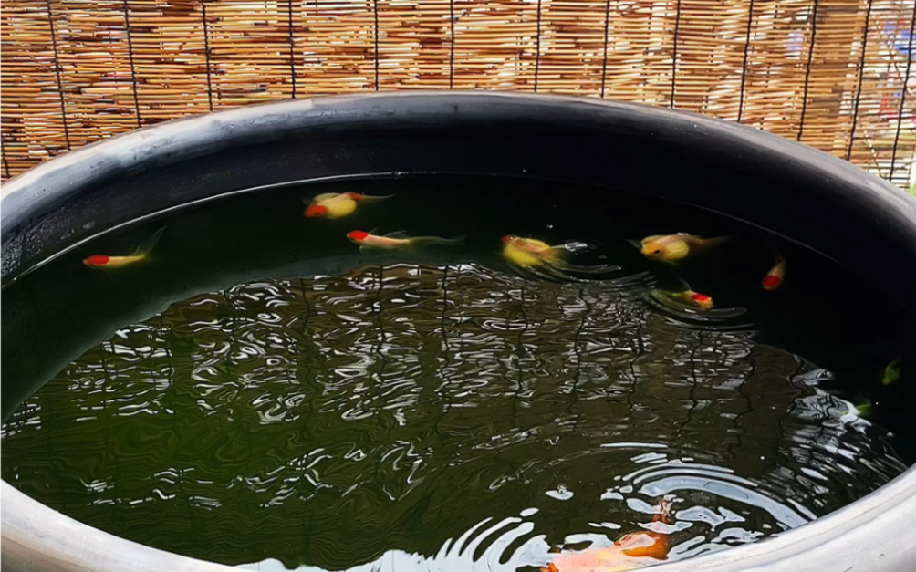 绿水养鱼算不算古法养鱼呢?我哪知道,开心就好嘻嘻