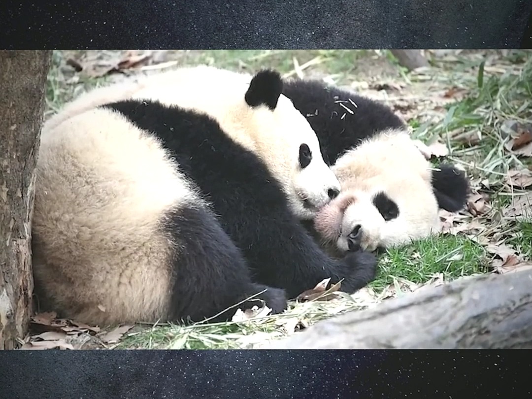 思念抱着萌兰拍背安慰,庆小为其舔舐伤口,熊猫之间友谊有多纯粹?#大熊猫萌兰 #大熊猫庆小 #大熊猫思汤圆哔哩哔哩bilibili