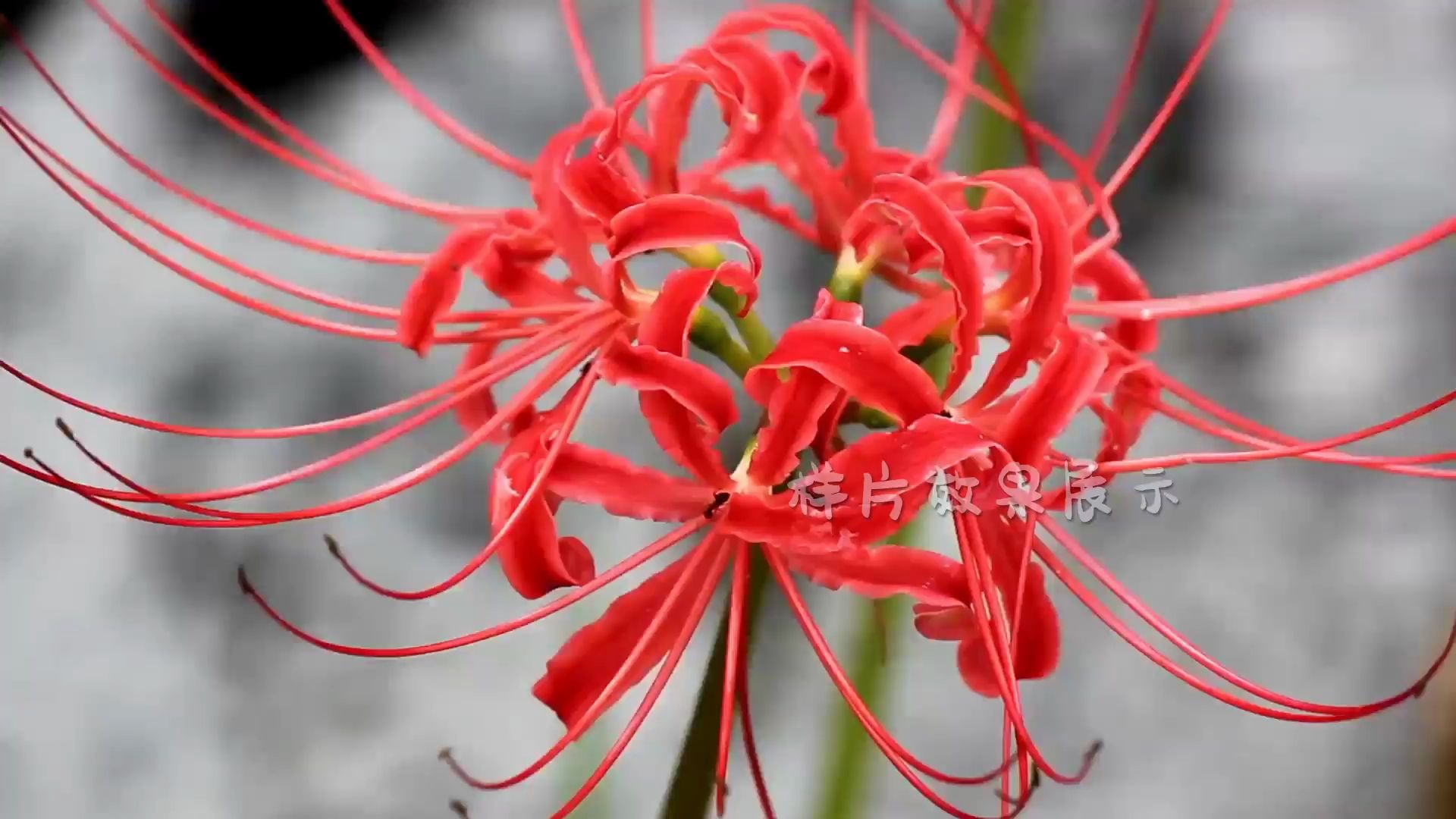 a8472k畫質唯美漂亮紅色花朵鮮花盛開彼岸花小草樹葉林野外大自然希望