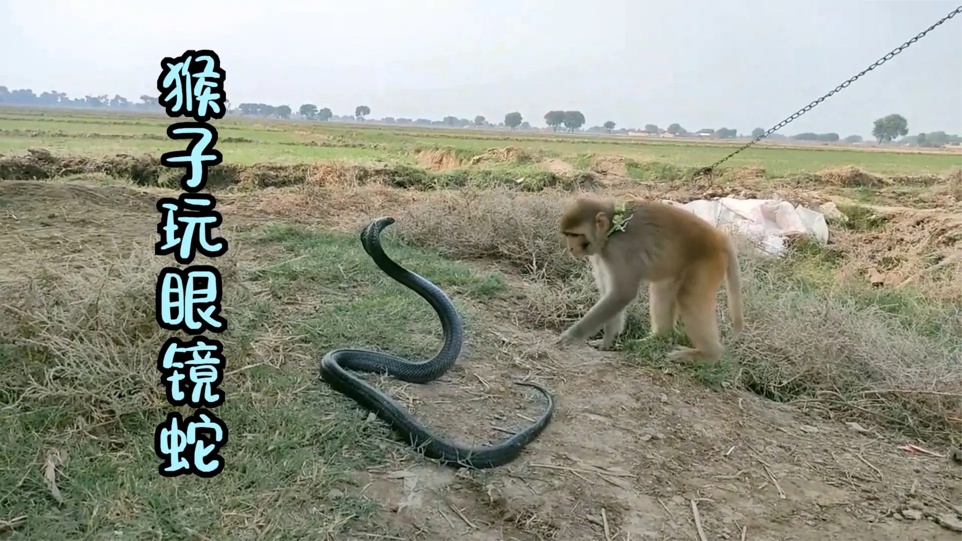 三哥玩蛇厉害谁都知道 可是三哥的猴子玩眼镜蛇都玩的很溜