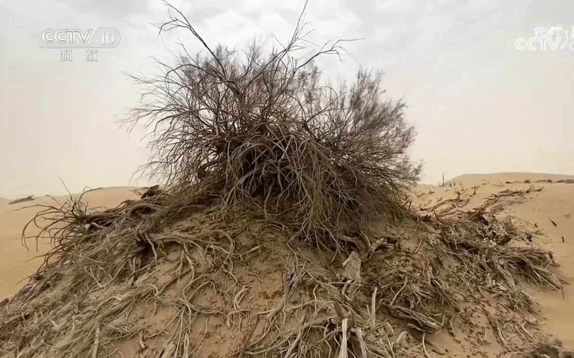 [图]【地 貌】红柳沙包的形成过程 对动物的意义