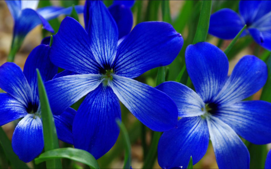 智利蓝番红花 tecophilaea cyanocrocus.