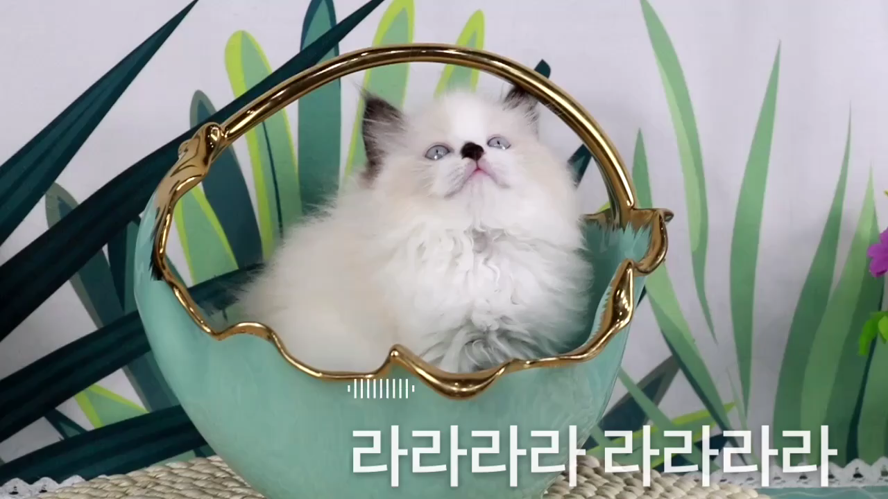 独一无二的面具布偶小母妹妹二月龄