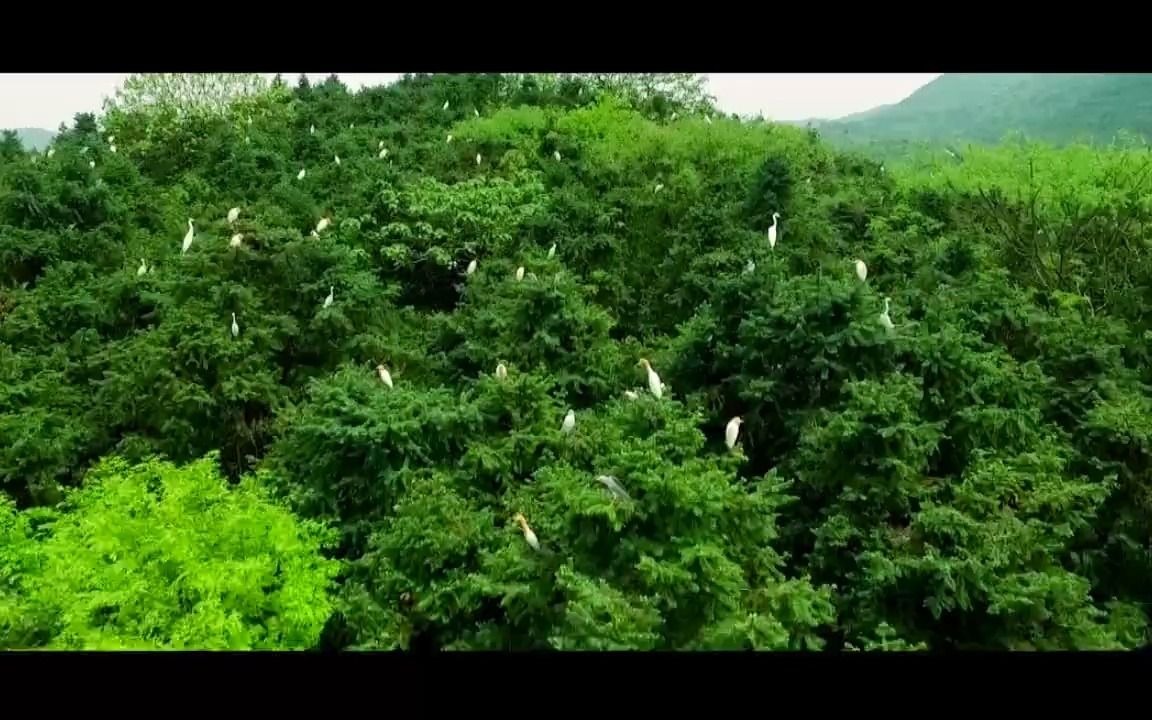 [图]安徽大美湿地宣传片